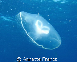 Jellyfish showing us a little love by Annette Frantz 